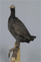 藏品(白冠雞)的圖片